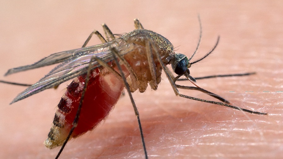 Zanza Insect World Mosquito Day, Patrizia Bartelle: “la zanzara è l’animale più ...