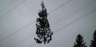 Ripresa dell’esercitazione Vaia sui luoghi della tempesta: Protezione Civile ad Arsiero, Rotzo e Tonezza albero