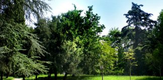 Qi gong al parco di Villa Guiccioli, lezioni gratuite in settembre e ottobre