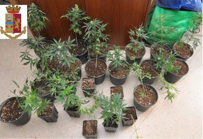 piante marijuana piante marijuana