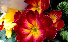 “Botanica urbana” a Montecchio Maggiore, una passeggiata alla scoperta della natura in città