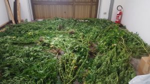 Essiccatoio di piante di cannabis