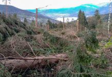 Vaia sei anni dopo. Zaia: “È stata una grande lezione. Abbiamo lavorato insieme senza sosta e ridato luce ai nostri boschi e alle Dolomiti” I danni della tempesta Vaia, sei anni dopo boschi e monti sono tornati all'antico splendore
