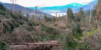 Vaia sei anni dopo. Zaia: “È stata una grande lezione. Abbiamo lavorato insieme senza sosta e ridato luce ai nostri boschi e alle Dolomiti” I danni della tempesta Vaia, sei anni dopo boschi e monti sono tornati all'antico splendore