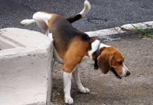 Pipì dei cani in centro, l’assessore Siotto avverte i padroni: “rispettate il regolamento comunale” cane pipì