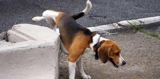 Pipì dei cani in centro, l’assessore Siotto avverte i padroni: “rispettate il regolamento comunale” cane pipì