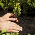 Silva, il progetto per la forestazione urbana di Vicenza