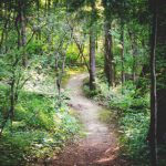 Progetto Silva, approvate le linee di attuazione dell’accordo per la forestazione urbana