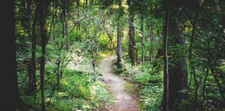 Progetto Silva, approvate le linee di attuazione dell’accordo per la forestazione urbana