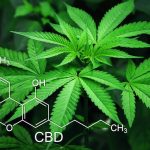 Legalizzazione cannabis, Donvito (Aduc): “ostruzionismo in parlamento, dare parola a cittadini con referendum” cannabis