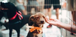 Consulta per la tutela ed il benessere degli animali