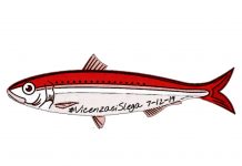 Sardine di Vicenza pronte a riempire piazza Matteotti sabato alle 19: “sarà una festa” il pesce biancorosso delle Sardine di Vicenza