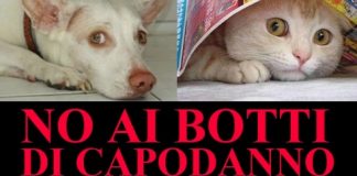 Botti di Capodanno nonostante divieti, LAV: “a Bassano morto un gattino” No ai botti di capodanno a tutela degli animali