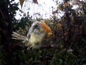 Un uccello nella rete dei bracconieri