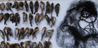 Operazioni antibracconaggio Polizia provinciale: 200 esemplari di fauna protetta e un fucile rubato bracconaggio