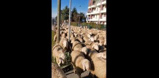 Scoperto pascolo abusivo a Palermo, mucche a spasso al Borgo Nuovo
