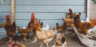 Avviso ai controinteressati