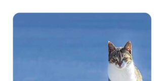 L’istinto del gatto mediterraneo. Piccolo elogio dell’isolagatto e dei felini di mare in Biblioteca Hugo Pratt L'istinto del gatto mediterraneo.
