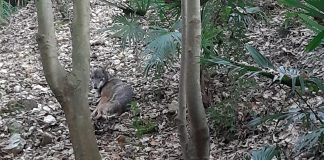 Lupo, eutanasia dopo interventi di recupero di un giovane esemplare ferito a Crespano del Grappa foto lupo ferito di Fabio Dartora