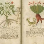 “L’Oro di Pigafetta”, a Palazzo Cordellina la mostra “Le spezie nei libri antichi della Bertoliana”