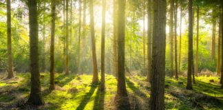 In Loggia del Capitaniato una mostra per far “rinascere” il legno di Vaia