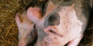 Peste suina africana, Cristina Guarda (Europa Verde): “Servizio veterinario regionale numericamente inadeguato” maiali