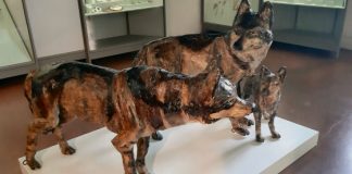 Mostre “15baj” e “Arteologia-Oltre l’Etica” al Museo Naturalistico Archeologico fino al 22