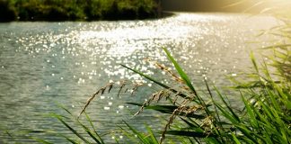 Bacchiglione, nessuno sversamento di sostanze inquinanti lungo viale Trento