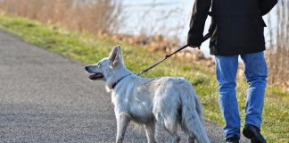 Emergenza Coronavirus e animali d’affezione