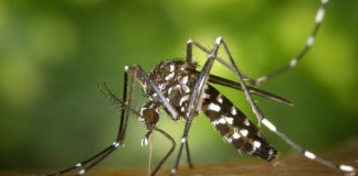 Lotta alla zanzara tigre 2020