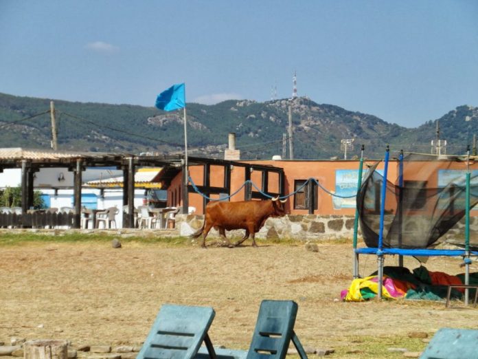 Conil, Mascarin e vacche in spiaggia a Tarifa