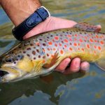 5G, Ciro Asproso: “No Data, No Market”