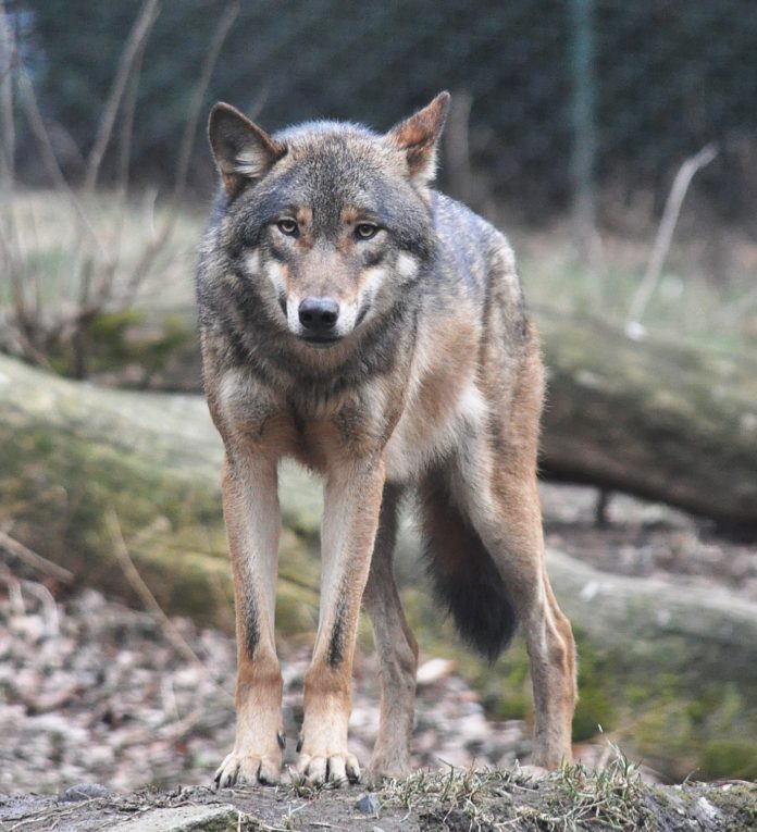 European_grey_wolf_in_Prague_zoo lupo