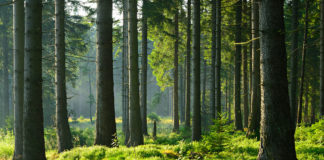 Pnrr Veneto, prorogato al 15 giugno il bando da 43 milioni sul patrimonio architettonico e paesaggistico rurale pnrr veneto