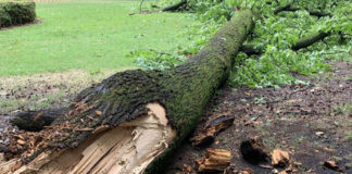 Albero abbattuto dal maltempo, chiuso al pubblico il parco di Villa Tacchi