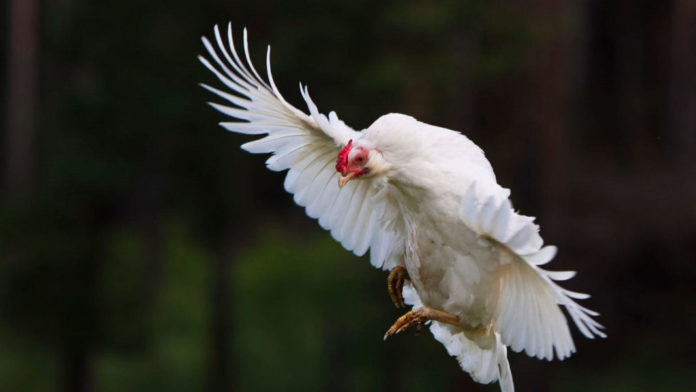 pollo in volo pollo in volo