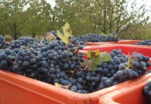 Vendemmia 2025 in Veneto: stagione promettente tra sfide climatiche e opportunità di Mercato. Numeri in crescita a Vicenza vendemmia 2025