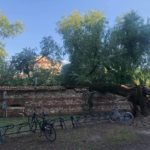 Olmo secolare caduto a Parco Querini a Vicenza