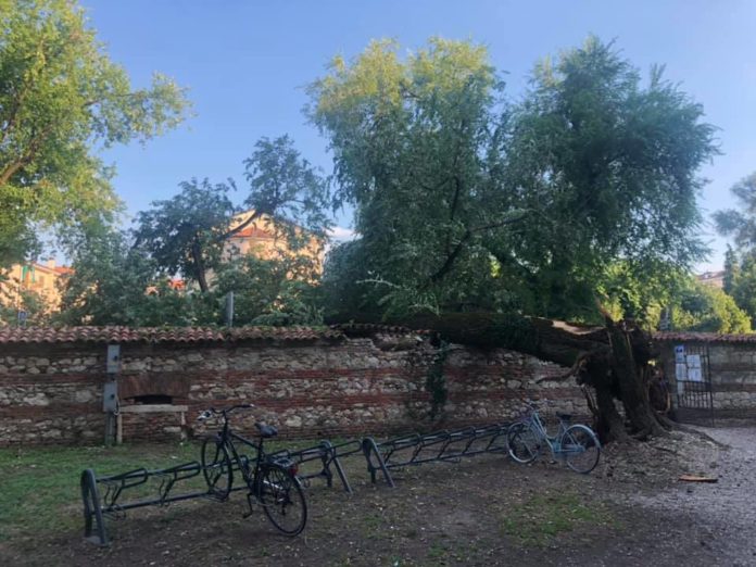 Olmo secolare caduto a Parco Querini a Vicenza