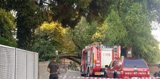 Parco Querini, albero caduto su viale Rumor