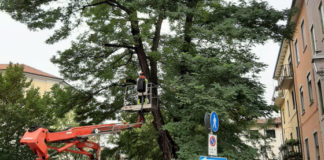 Piazzetta San Biagio, abbattimento di una grande robinia danneggiata