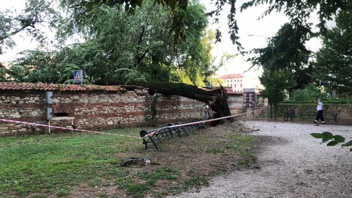 Olmo secolare caduto a Parco Querini a Vicenza