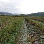 Vendemmia in Valpolicella, mancano all’appello i raccoglitori bulgari e romeni. Oltre ai 20 milioni persi per la grandine vigne distrutte valpolicella