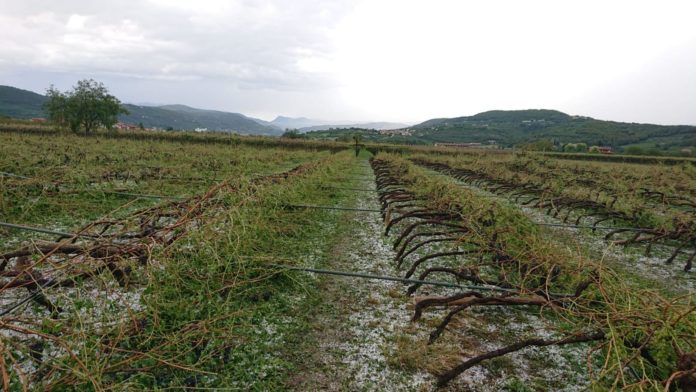 vigne distrutte valpolicella