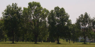 Patrimonio arboreo, 100 mila euro per un primo intervento di messa in sicurezza