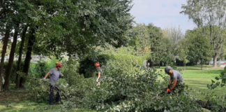Parco Querini, intervento di messa in sicurezza degli alberi