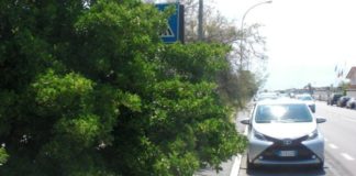 Rami e siepi sporgenti sulle strade provinciali: obbligo dei privati la manutenzione. Sanzioni fino a 680 euro rami