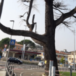 Vicenza, Asproso (Coalizione Civica): “scempio cedri del Libano a San Pio X, serve piano urbano cura del verde”