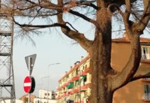 Vicenza tra le top ten delle candidate a “capitale della cultura 2024”: un promemoria di Lucio Zaltron per l’amministrazione comunale Vicenza, Cedro libano davanti alla Lidl a San Pio X