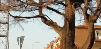 Vicenza tra le top ten delle candidate a “capitale della cultura 2024”: un promemoria di Lucio Zaltron per l’amministrazione comunale Vicenza, Cedro libano davanti alla Lidl a San Pio X